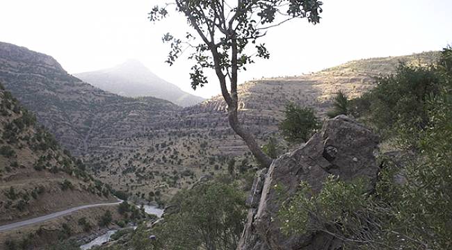 Bıttım Ağacı Kayayı İkiye Böldü