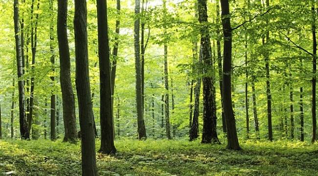 Endüstriyel Orman Miktarı Artıyor