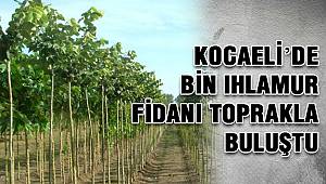 Kocaeli'de Bin Ihlamur Fidanı Toprakla Buluştu