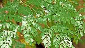 Moringa Bitkisi Kazanç Sağladı