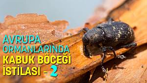 AVRUPA ORMANLARINDA KABUK BÖCEĞİ İSTİLASI - 2