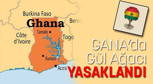 Gana’da Gül Ağacı YASAKLANDI