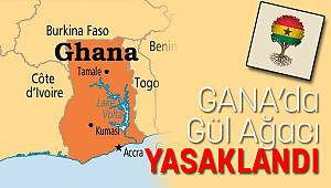 Gana’da Gül Ağacı YASAKLANDI