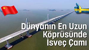 Dünyanın En Uzun Köprüsünde İsveç Çamı