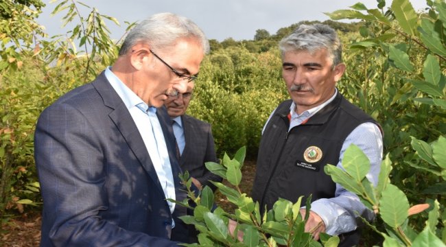 Bursa da Defne Üretimi 10 yılda 10 Kat Arttı.