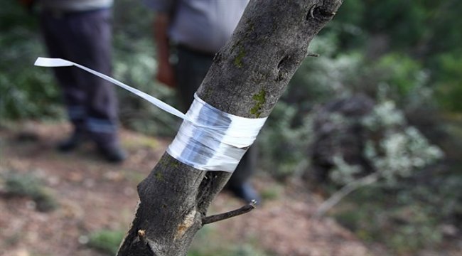 Aşılanan Deliceler ve Dikilen Zeytin Fidanları Köylümüze Ek Gelir Olacak