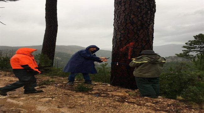 Fransa’nın Korsika Adasında Sahilçamı Üstün (Plus) Ağaç Seçimi