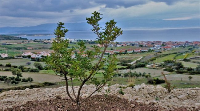 İzmir Çeşme’de 20 Bin Sakız Fidanı Daha Toprakla Buluşacak