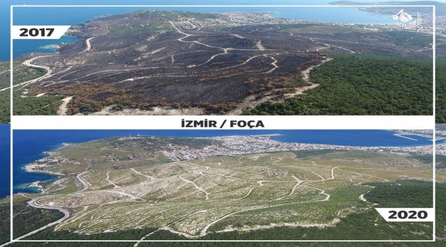 Yanan Ormanlar Küllerinden Yeşeriyor