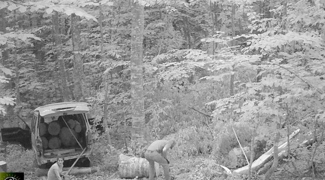 Ormanlarımızı Usulsüzlüklere Karşı Foto Kapanlarla Gözetliyoruz