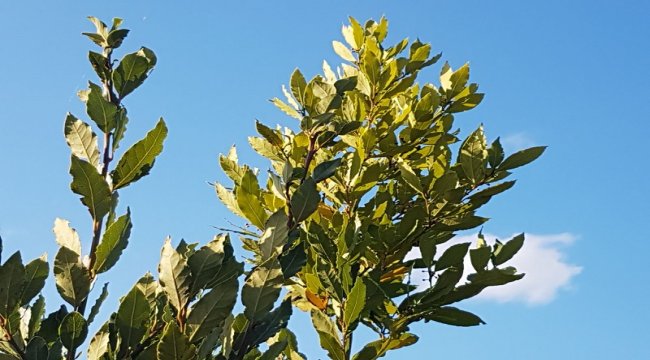 Her Derde Deva Defneden Ekonomiye 115 Milyon TL Katkı.
