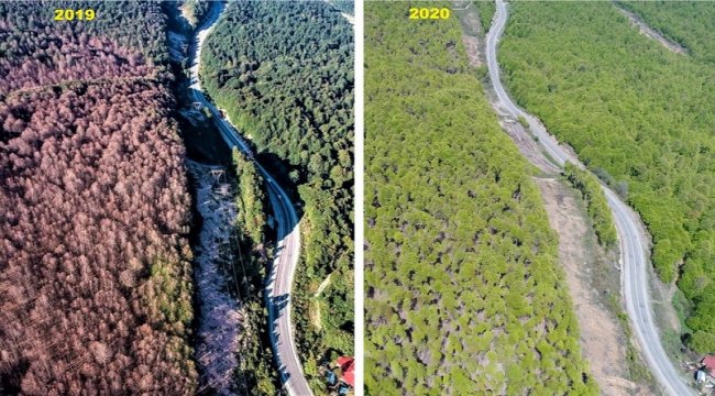 Bursa İnegöl Ormanları Kayın Tırtılı İstilasından Kurtarıldı