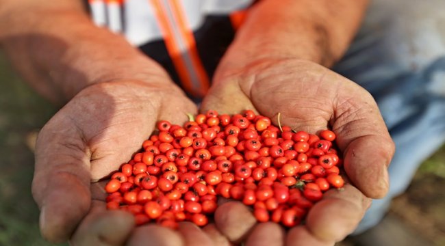 Fidan Üretimi Katlanarak Büyüyor