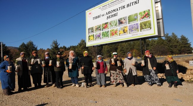 Safranbolu’da Tıbbi ve Aromatik Bitki Şehri Kuruldu