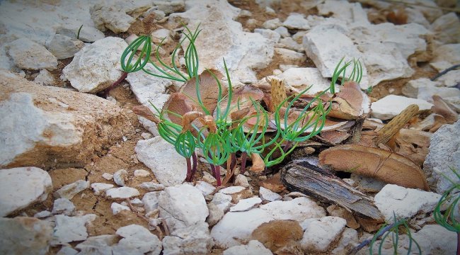 Torosların Süsü Sedir Ağacı Tohumları Toprakla Buluştu