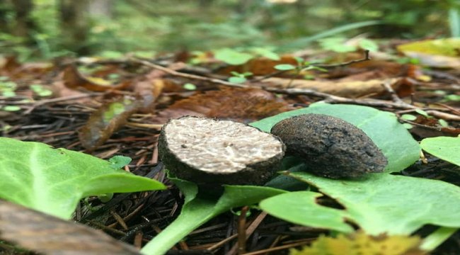 Trüf Mantarı Ekonomisi Büyüyor