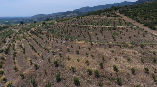8.208 Köyde 28 Milyon Gelir Getirici Tür Fidanı Toprakla Buluştu