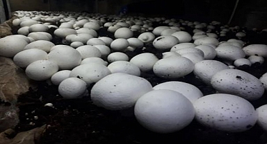 Orman Köylümüze Kültür Mantarı Yetiştiriciliği Desteği