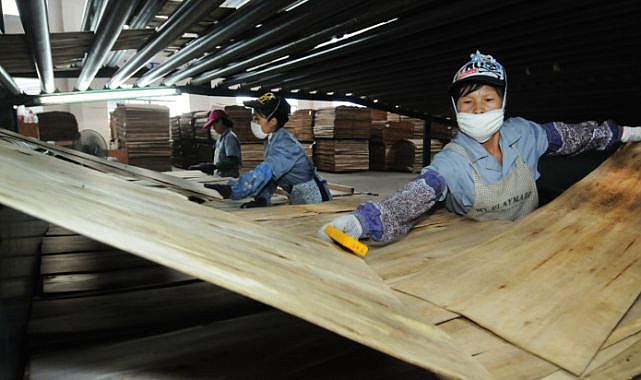 Çin Plywood Fiyatlarına %6 Zam Yaptı