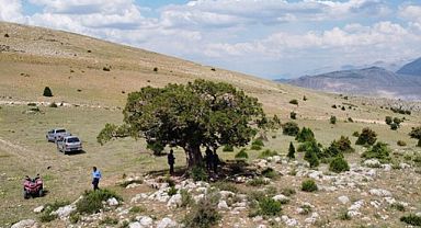 Erzincan'da 2 anıt ağaç tespit edildi