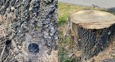 Orman Bölge'den İBB'ye 'izinsiz ağaç kesimi' cezası