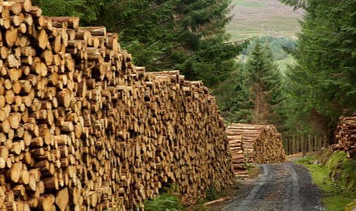 Avrupa'ya Ağaç İhracatında Norveç Liderliği Kaptı