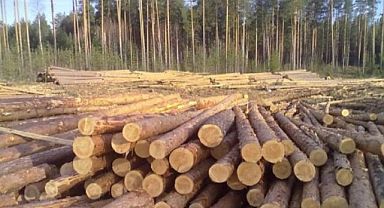 Kereste Fiyatları Düşüyor, Enerji Kereste Fiyatları Artıyor
