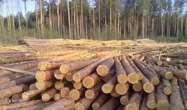 Kereste Fiyatları Düşüyor, Enerji Kereste Fiyatları Artıyor