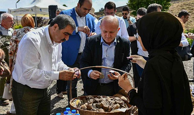 ABB'nin yetişmesinde teknik destek verdiği aronya ikinci hasadını verdi