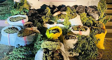 Bakan Soylu duyurdu: 6 milyon 400 bin kök kenevir ele geçirildi
