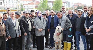 Akyurt'ta çiftçilere damızlık koç desteği