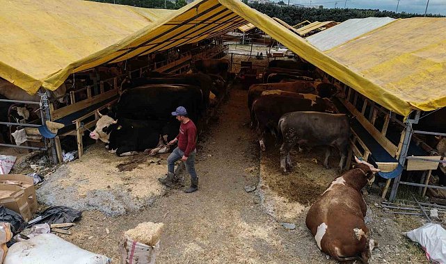 Kurban pazarında ilk günden sıkı pazarlıklar başladı
