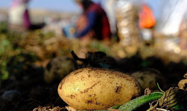Mayıs ayında en çok patates pahalandı